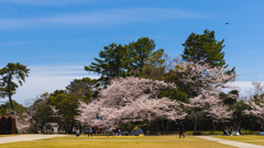 桜・ときわ公園３