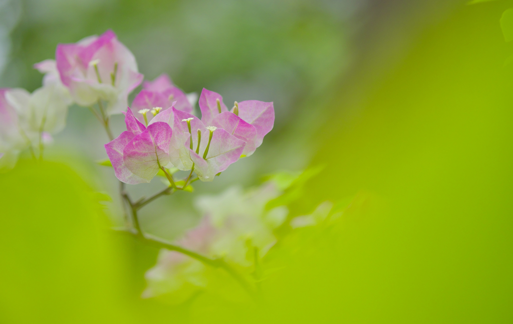 初夏の花・３＿５