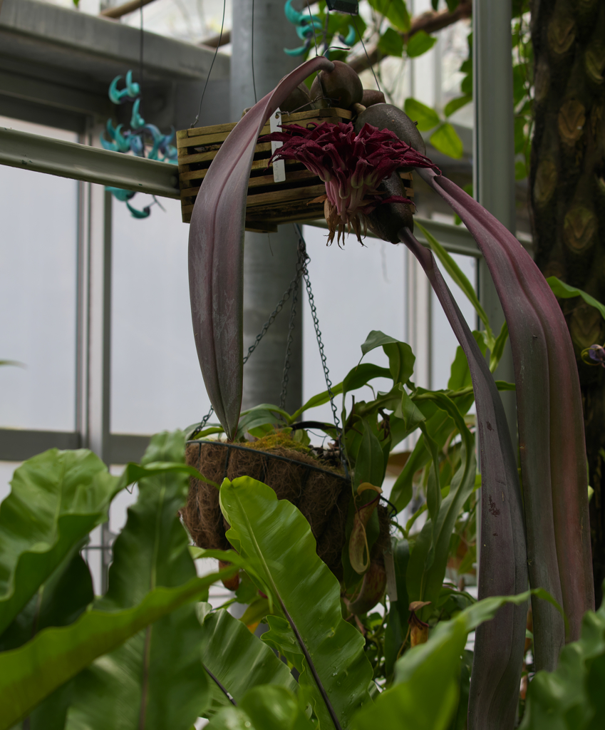 バルボフィラム　フレッチェリアナム