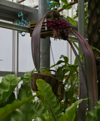 バルボフィラム　フレッチェリアナム