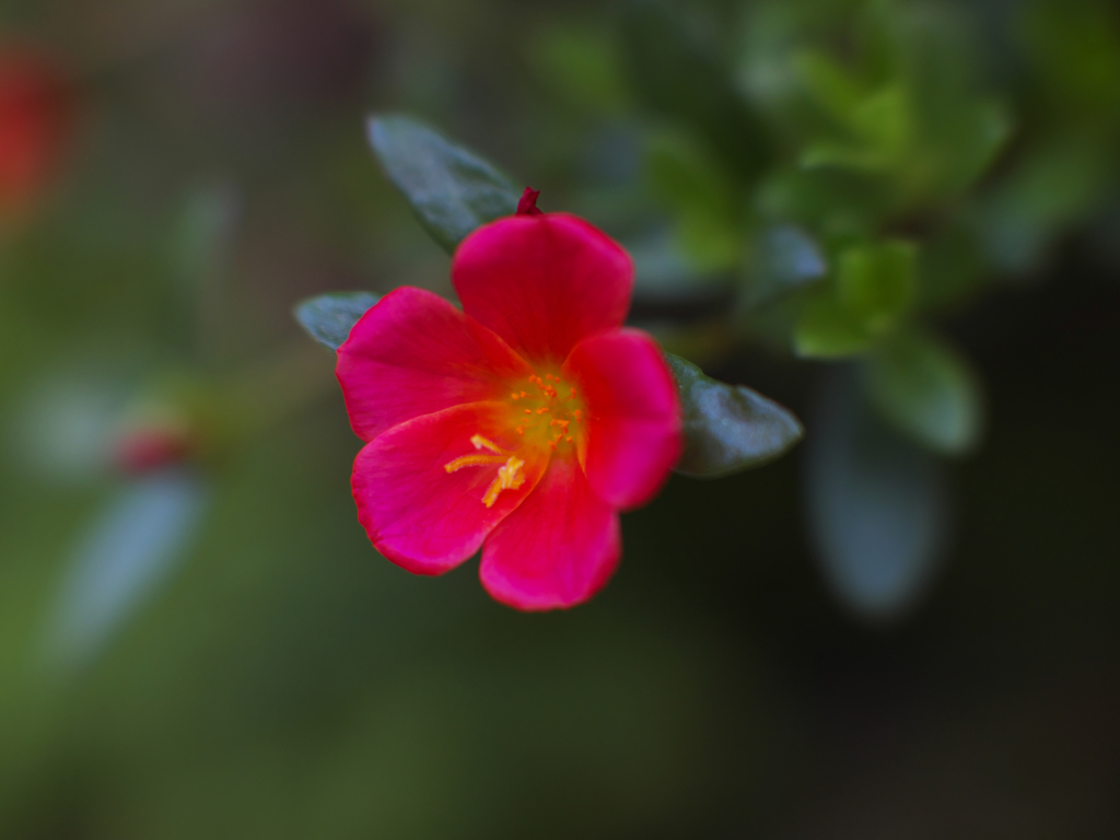 試写・４  NOKTON 42.5mm F0.95（マイクロフォーサーズ）