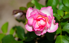 秋薔薇＿３