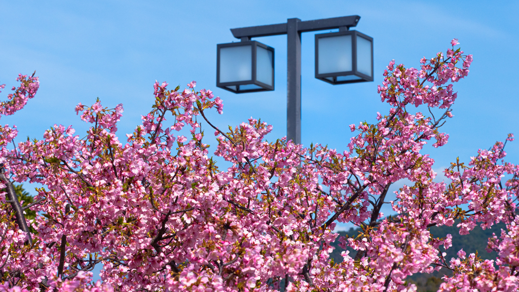 河津桜＿１１