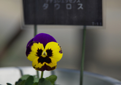 ナチュレエッセンス　タウロス