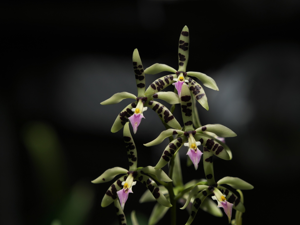 プロステケア　プリスマトカルパ