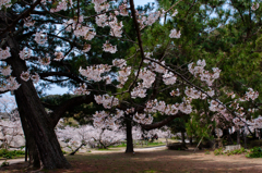 桜・萩城跡３＿５