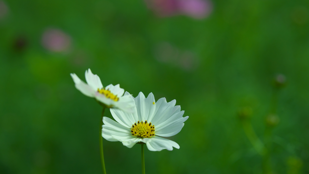 秋　桜・１＿３３