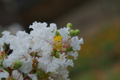 盛夏の花・１８