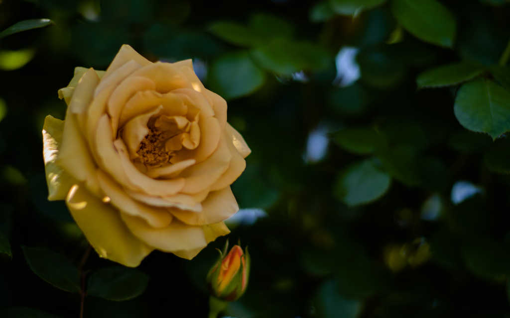 バタースコッチ