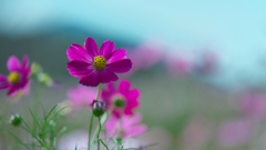 秋　桜・１＿３０