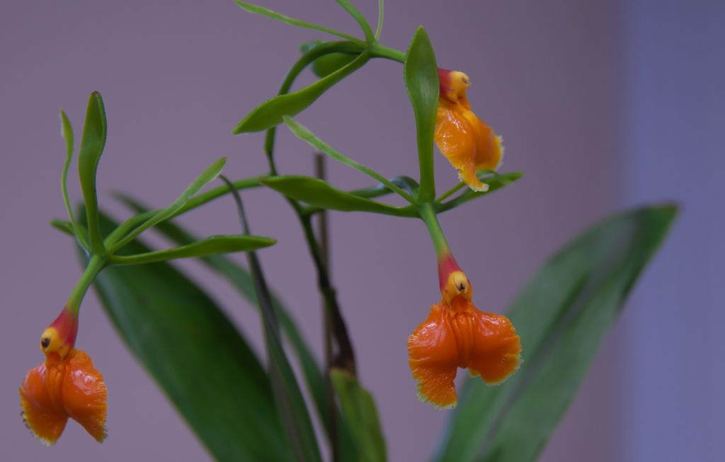 pseudoepidendrum