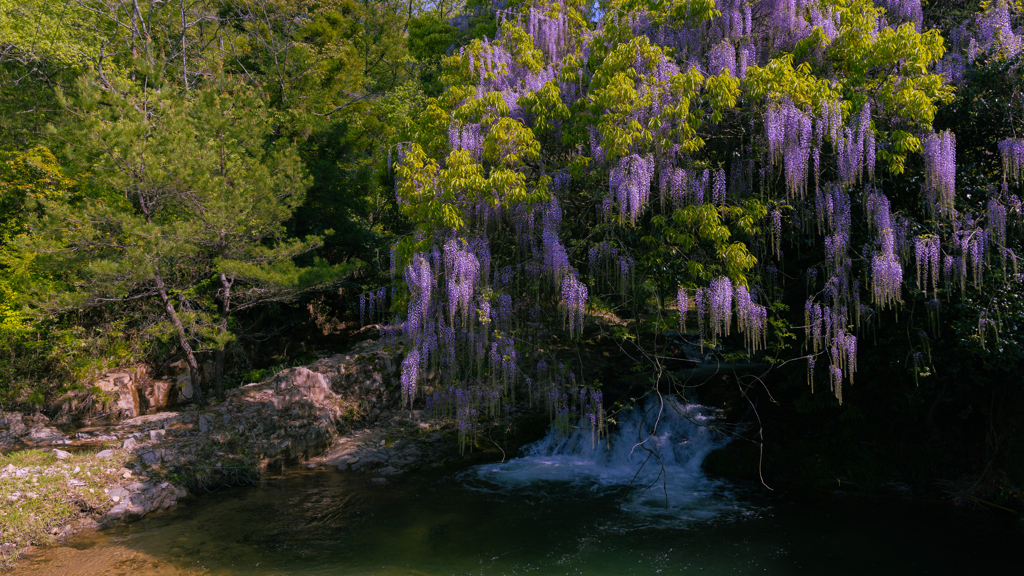 一貫野の藤＿１
