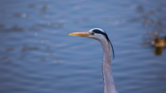 公園の野鳥たち＿２