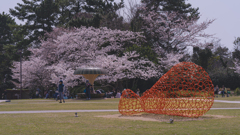 ときわ公園の桜＿２２