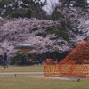 ときわ公園の桜＿２２