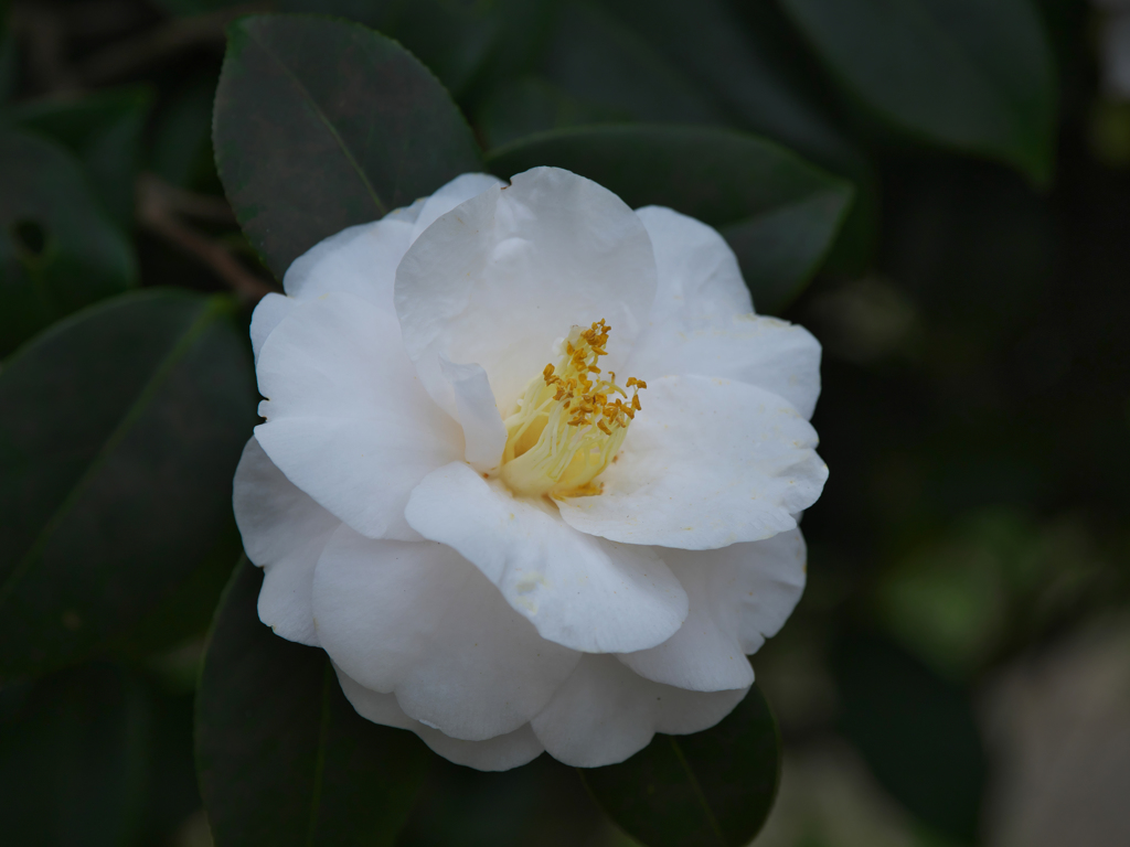 ツバキ３０＿１１