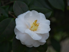 ツバキ３０＿１１