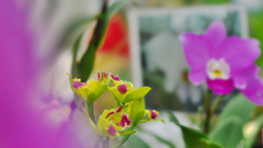 秋のラン展・５