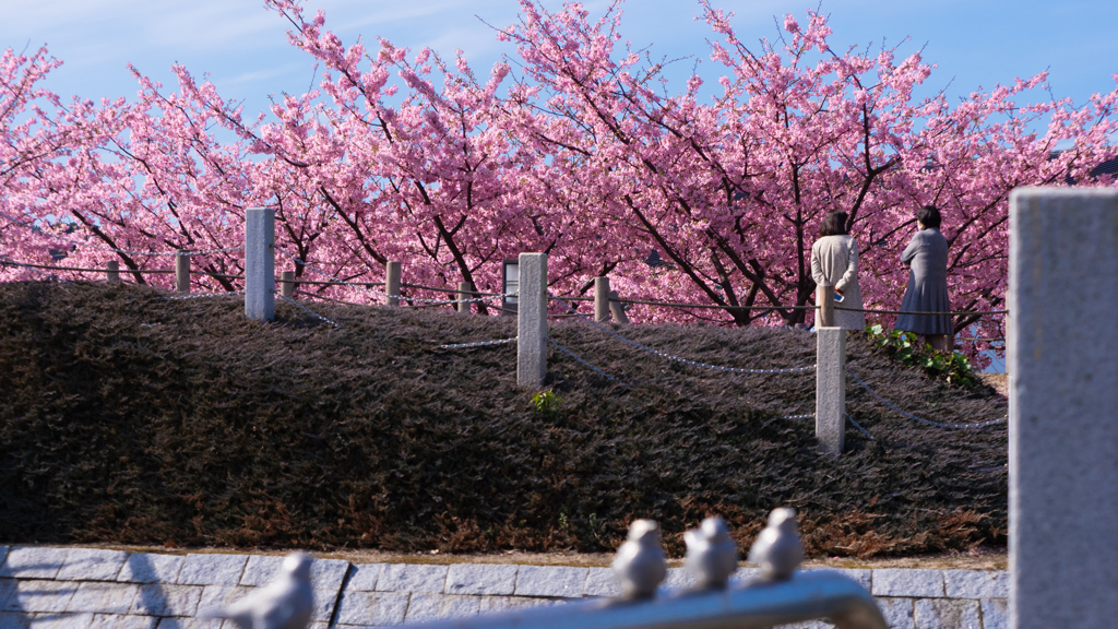 河津桜＿２７