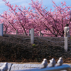 河津桜＿２７