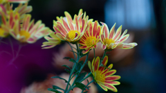 菊　花＿２２