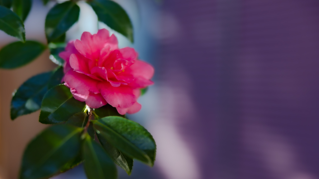 山茶花・２２＿２０