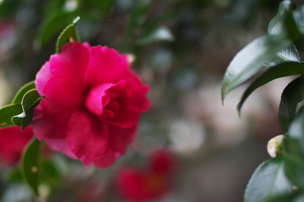山茶花＿６