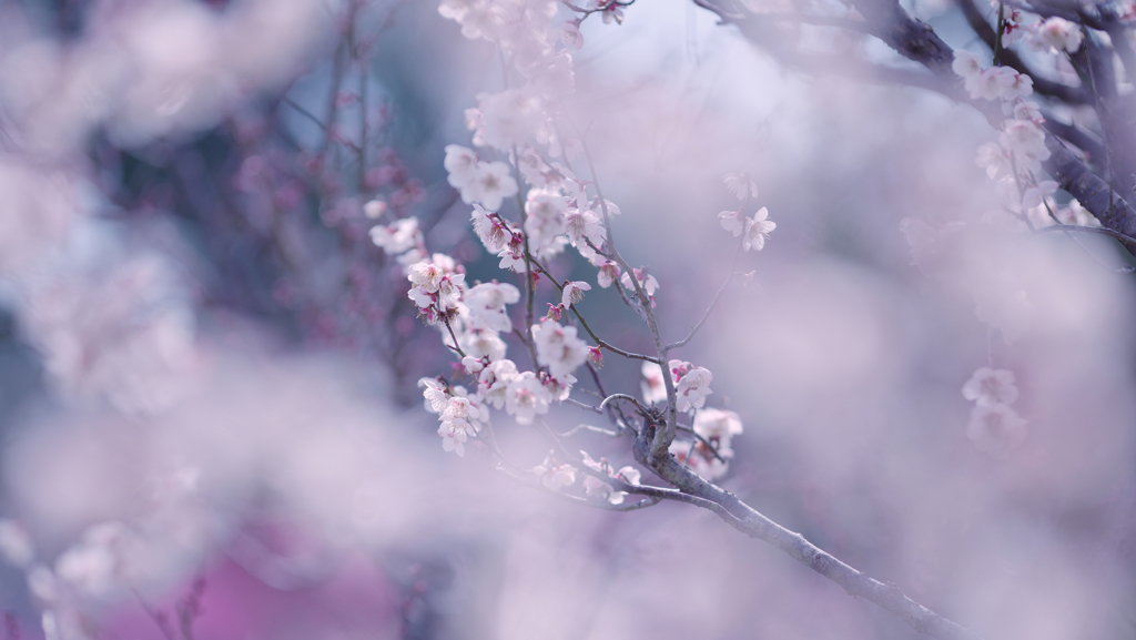 梅　花＿２２