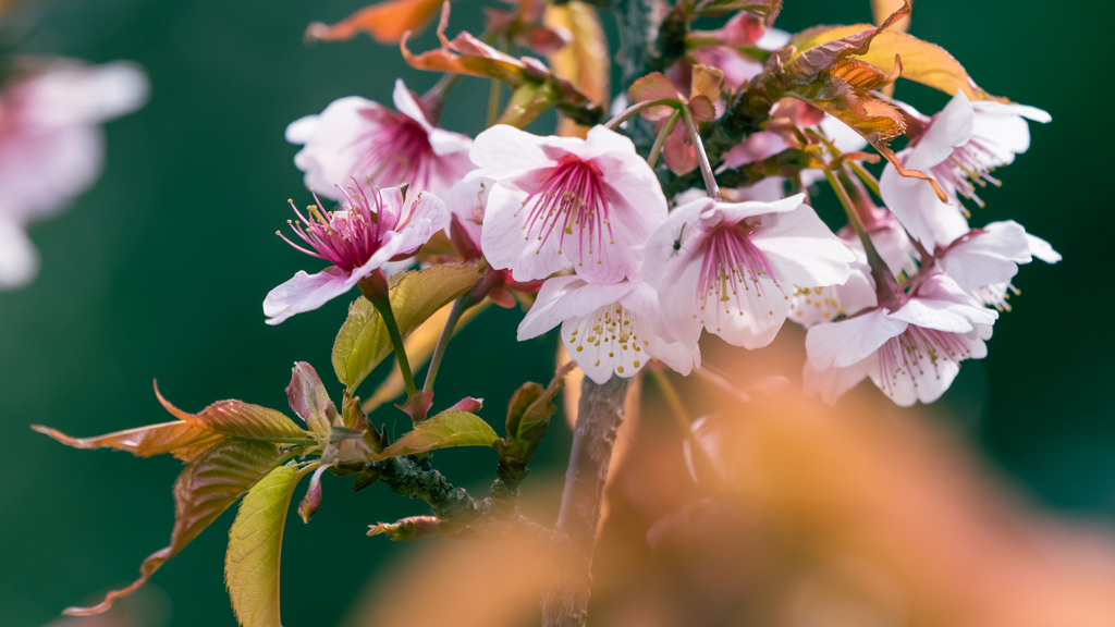 薄　寒　桜・１