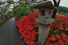 彼岸花・２４