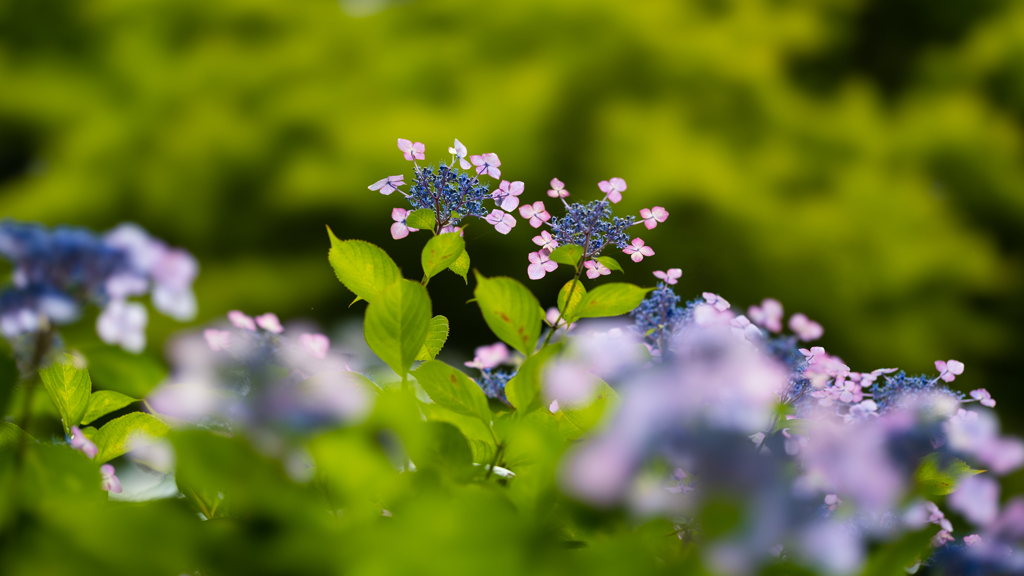 山アジサイ＿２３