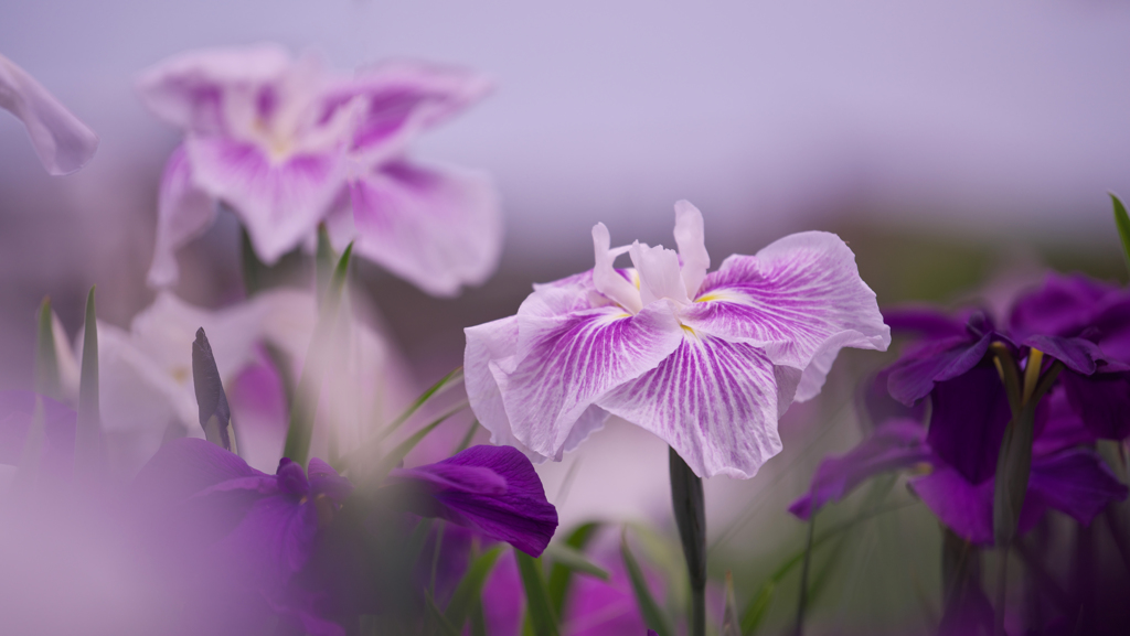 花菖蒲・２＿２