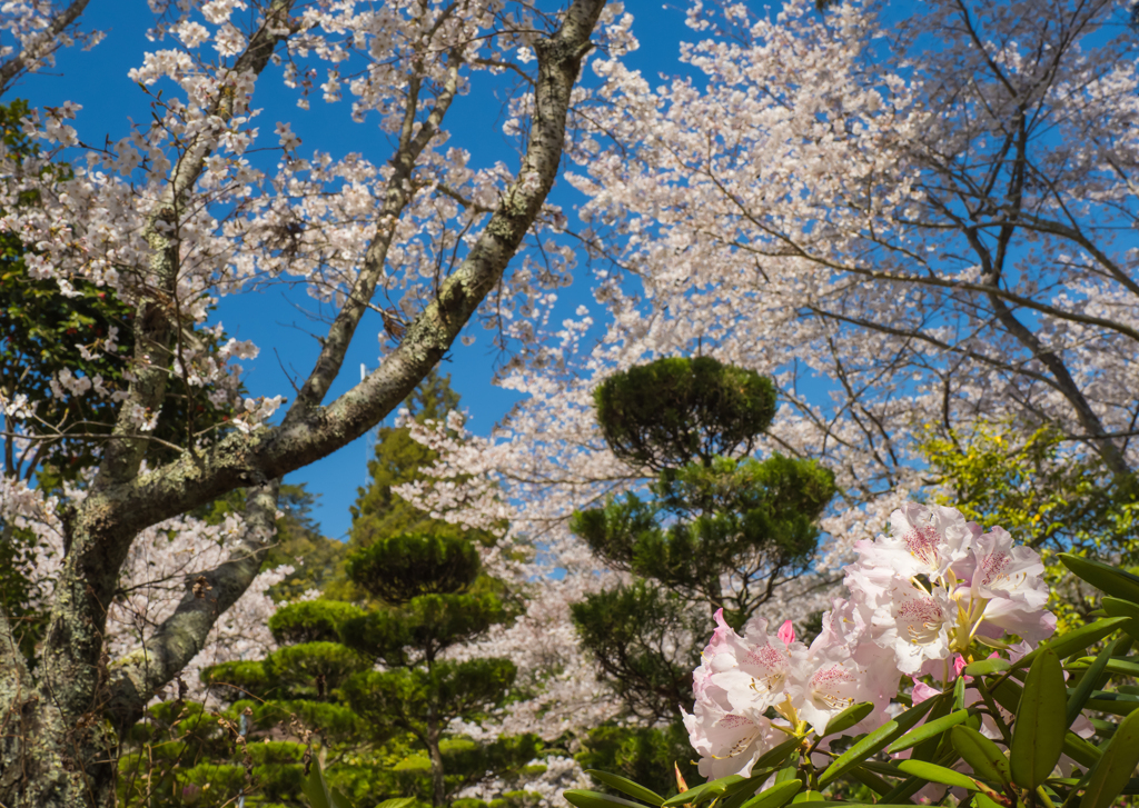 石楠花・１６