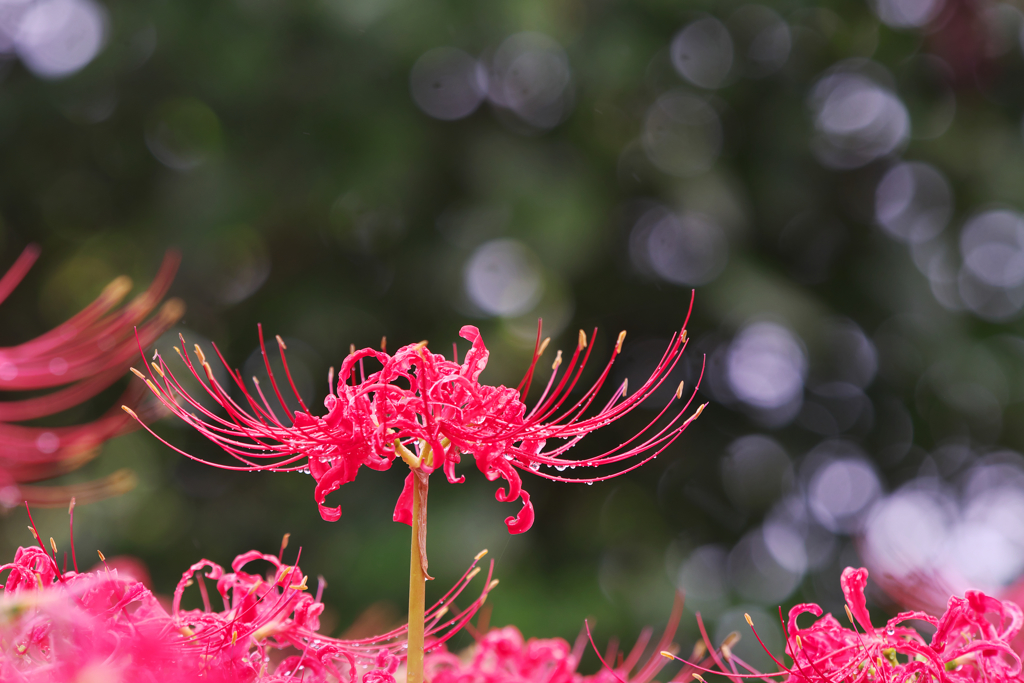 彼岸花・５