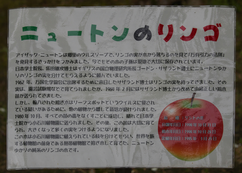 ニュートンのリンゴ