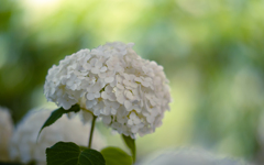 梅雨の花・１３