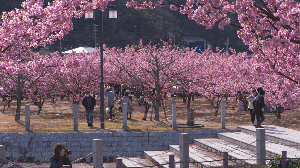 河津桜＿１