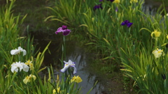 花菖蒲３０＿２８