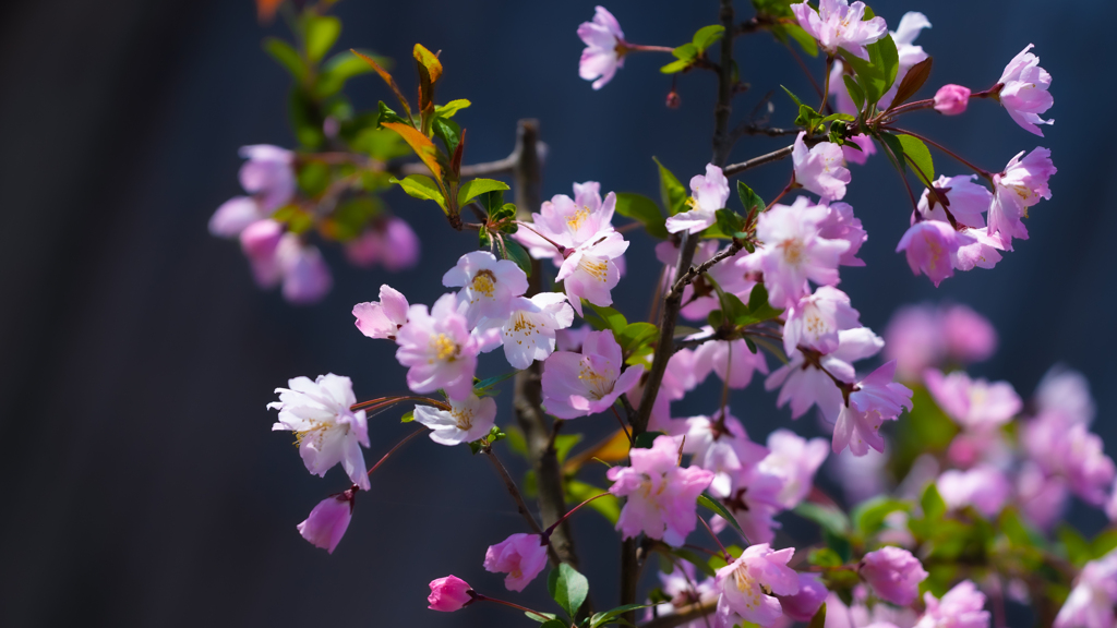 花海棠・１３