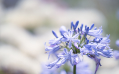 梅雨の花・１０