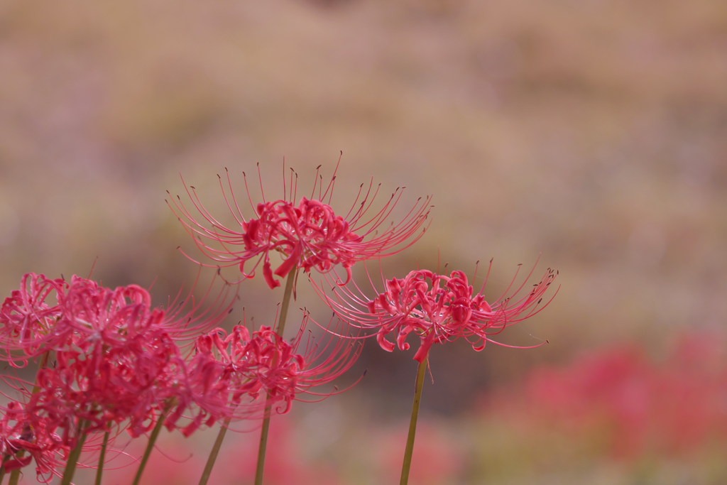 彼岸花・３０＿１３