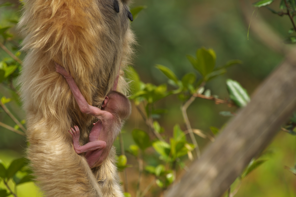 シロテナガザル・４