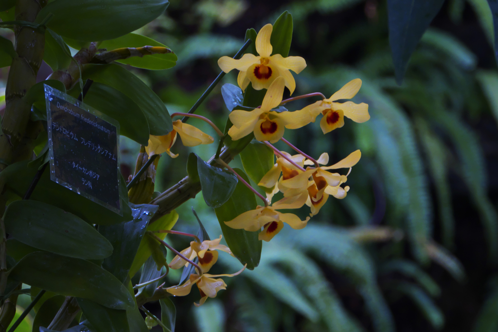 ラン・３１＿１