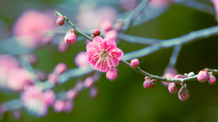 梅花・６