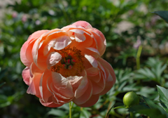 芍薬＿１９