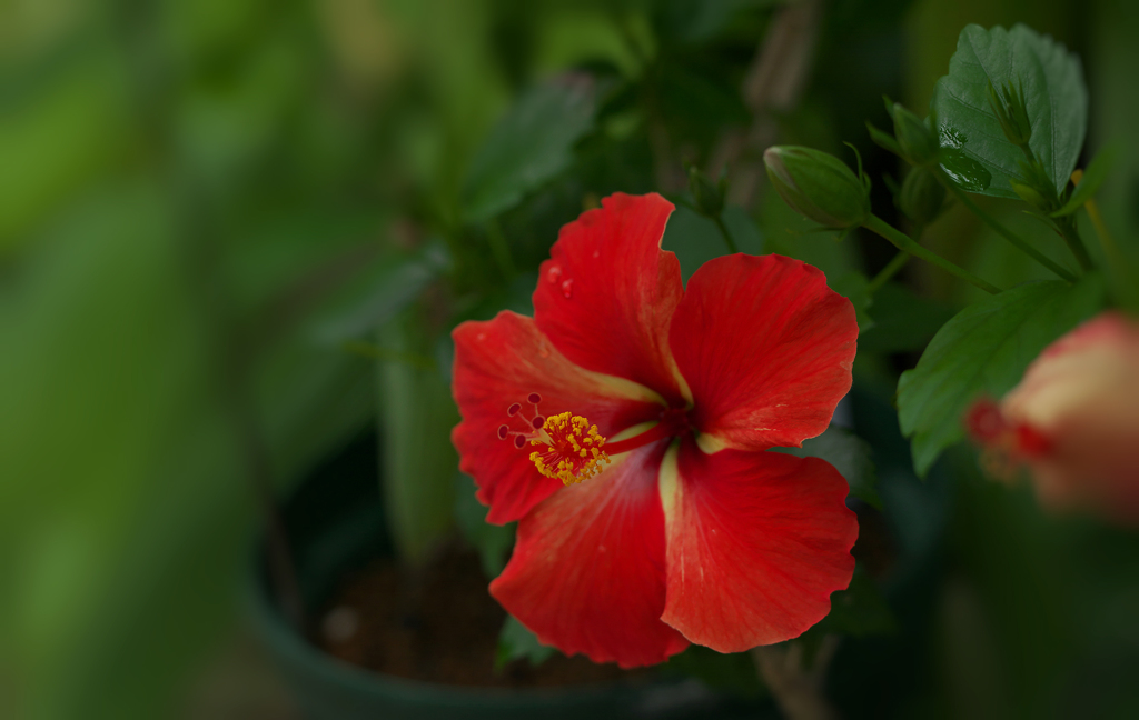 ハイビスカス・８