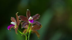 Cattleya bicolor