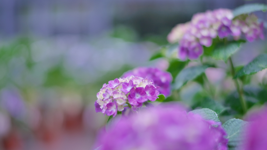紫陽花３０＿４
