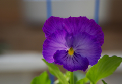 コーソンハイブリッド　ラベンダーフリル