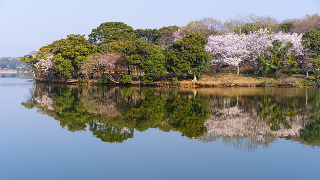 ときわ公園の桜＿３３